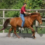 1001050-1001-050-001-Einfuehrungskurs--Gebissloses-Reiten--