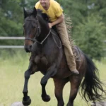 1001050-1001-050-001-Einfuehrungskurs--Gebissloses-Reiten--_2