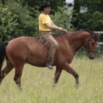 1001050-1001-050-001-Einfuehrungskurs--Gebissloses-Reiten--_4