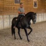 1025001-1025-001-0-The-Bitless bridle-Art-of-Riding_1