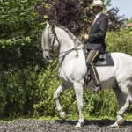 1082001-1082-001-0 Arne Koets-Historical-dressage-and-Mounted-combat