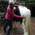 999108409-1087-001-0-Heart-meets-Horse_6