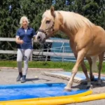 999108416-NEW-μ 16208-Equigym---with-Alexandra-Schmid