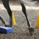 999108437-NEW-16936-Round-Pen Training-and-Equikinetic----in-Haspelmoor--D-_2