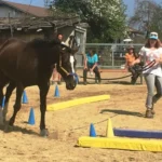 999108437-NEW-16936-Round-Pen Training-and-Equikinetic----in-Haspelmoor--D-_3