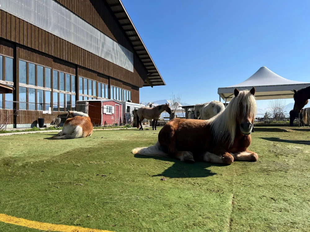 Lucy's Pferdepark