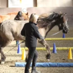 Equi-8-1500x1500