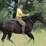 Reiten-mit-dem-Halsring-Einzelunterricht_3