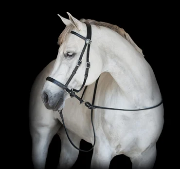 Bitless Bridle Western-Deluxe-Black
