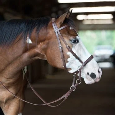 bitless bridle-beta