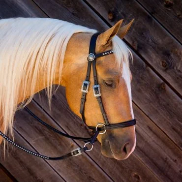 Bitless Bridle Leather-Deluxe-with-Spots-black