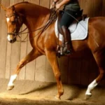 easy-to-horse riding-academic art of riding-5