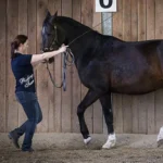 easy-to-horse riding-academic art of riding-6