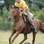 1001050-1001-050-001-Einfuehrungskurs--Gebissloses-Reiten--_1