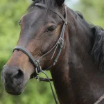 1001050-1001-050-001-Einfuehrungskurs--Gebissloses-Reiten--_3