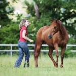 horsemanship-und-bodenarbeit-intensiv-4t-4