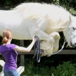lehrgang-bodenarbeit-und-horsemanship-tz-2
