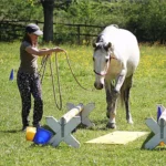 horsemanship-und-bodenarbeit-intensiv-4t