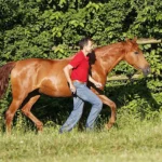 horsemanship-und-bodenarbeit-intensiv-4t-3