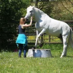 horsemanship-und-bodenarbeit-intensiv-4t-5