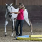 lehrgang-bodenarbeit-und-horsemanship-tz-11