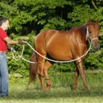 lehrgang-bodenarbeit-und-horsemanship-tz-15