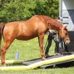 lehrgang-bodenarbeit-und-horsemanship-tz-8