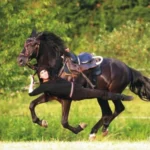horse-riding-like-a-stunt-rider-2
