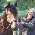 tellington-tteam-aufbaukurs-5